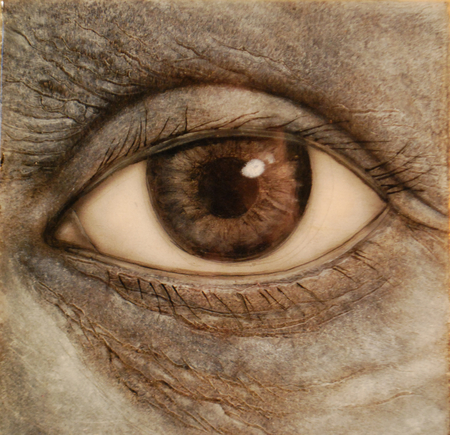 eye